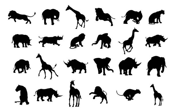 아프리카 사파리 동물 실루엣 - elephant animal isolated white background stock illustrations