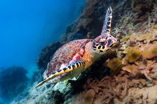 Animal Behaviour - Critically Endangered Species Hawksbill Sea Turtle (Eretmochelys imbricata)