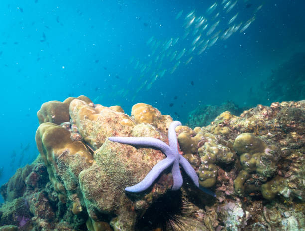 istock Underwater sea star fish (Linckia laevigata) on reef with coral bleaching 936901486
