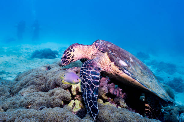 istock Animal Behaviour - Critically Endangered Species Hawksbill Sea Turtle (Eretmochelys imbricata) 936901584
