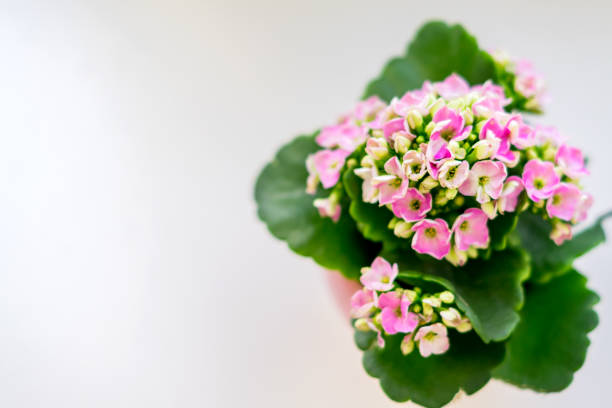top view of blooming calanchoe on white background with copy space, soft focus top view of blooming calanchoe on white background with copy space, soft focus calanchoe stock pictures, royalty-free photos & images