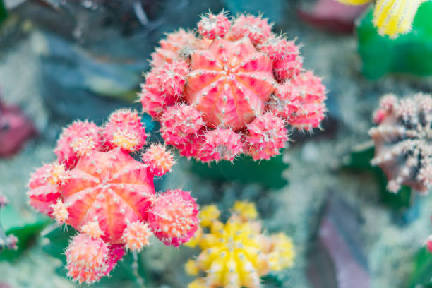 istock top view of blooming cactuses. Floral background 936902438