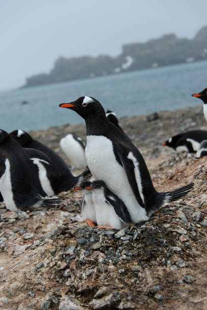 istock Gentoo penguin with chicks in nest 936902818