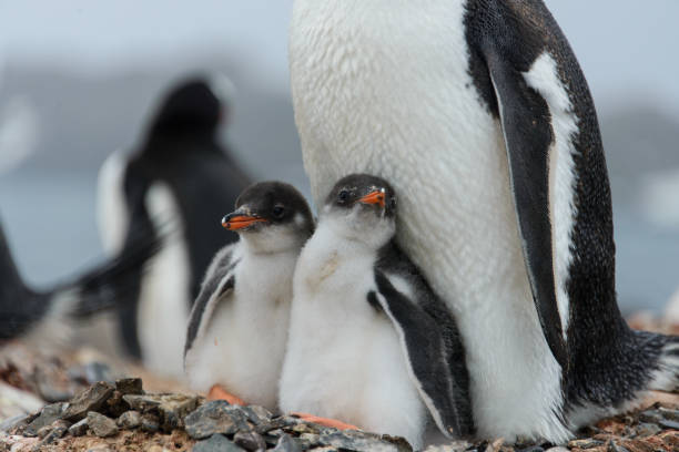 istock Two gentoo penguin's chicks in nest 936902860