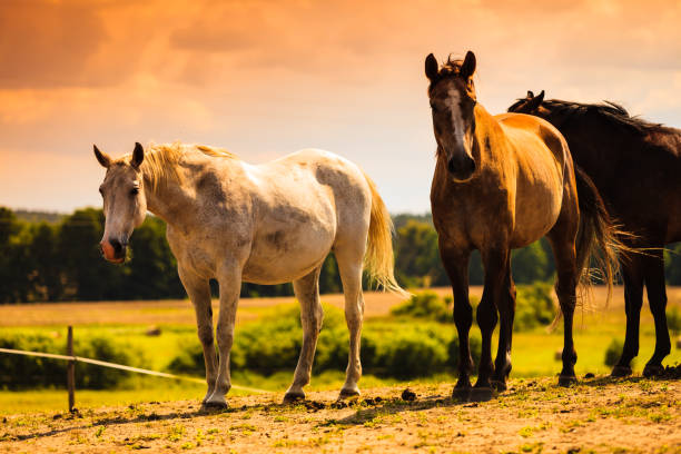 istock Horses herd on meadow field during summer 936907720