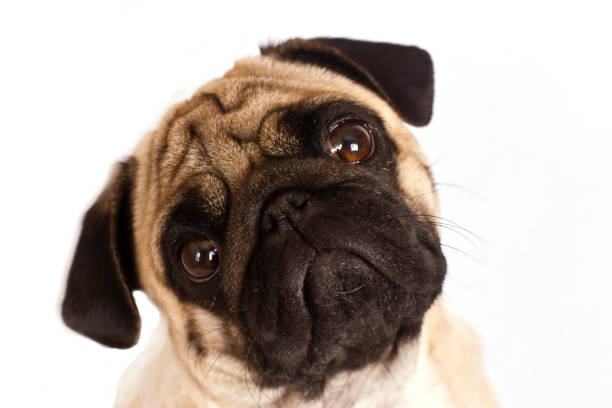 istock The pug dog sits and looks directly into camera. Sad big eyes. 936908426