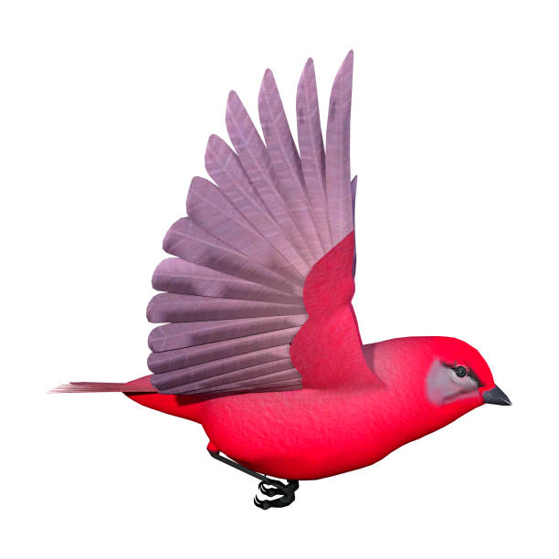 istock 3D illustration bird tanager on white 936908468