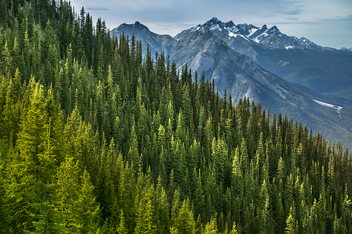 Green forest view from the top of Sulphur Mountain in Banff Alberta Canada