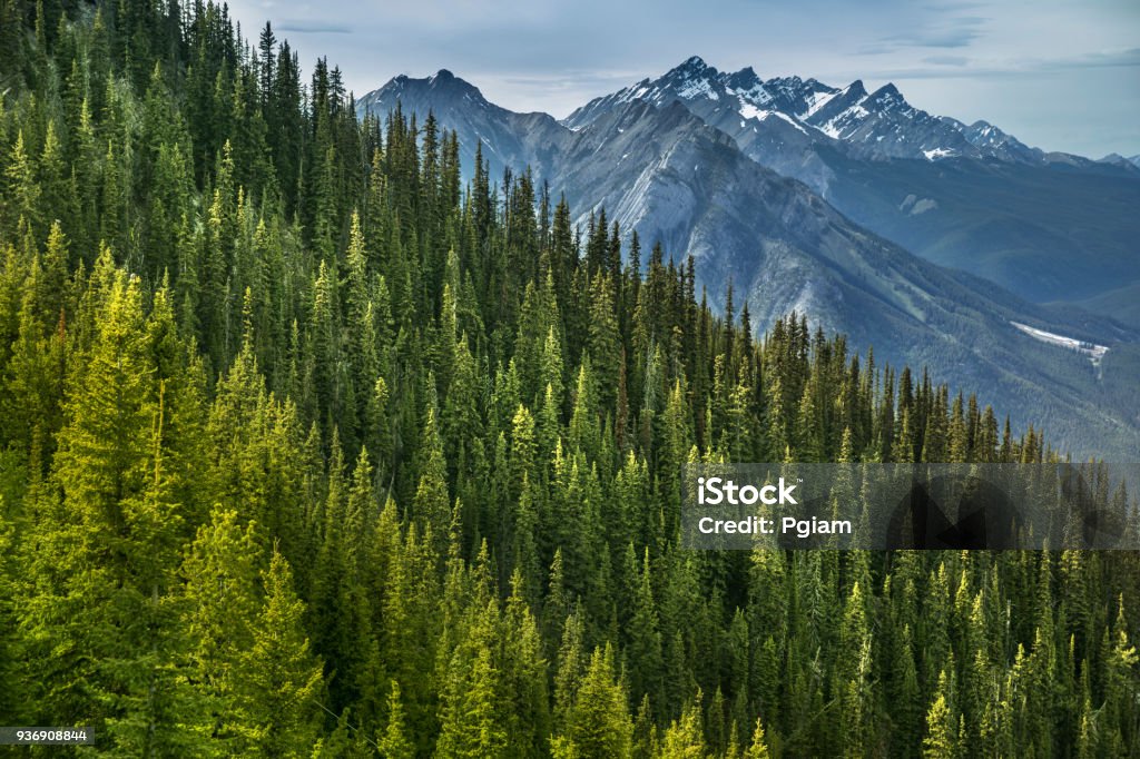 Mountain view from Sulphur Mountain Banff Alberta Canada Green forest view from the top of Sulphur Mountain in Banff Alberta Canada Forest Stock Photo