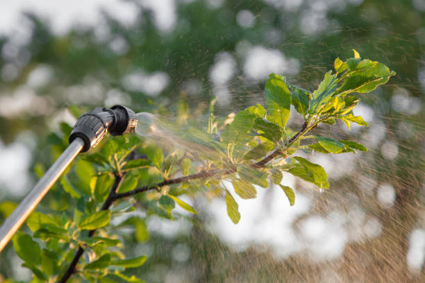 istock Spraying trees with pesticides 936911660