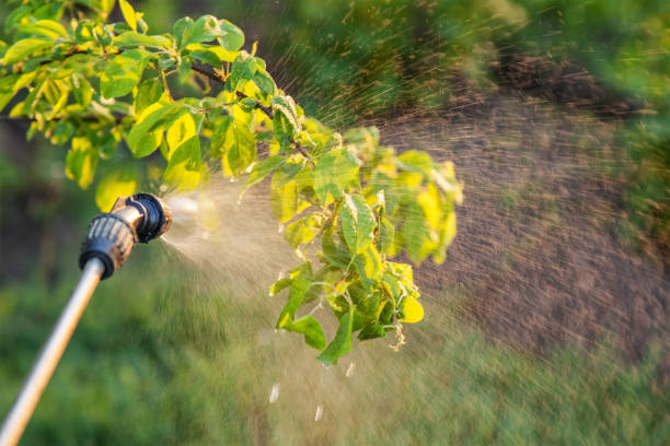 istock Spraying trees with pesticides 936911738
