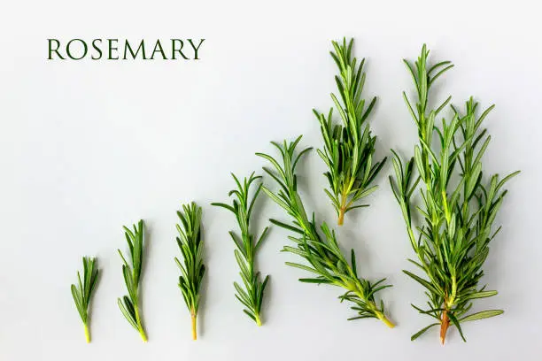 Fresh green rosemary on a white background with copy space for your text. Concept - organic food, vegetarianism, healthy food.