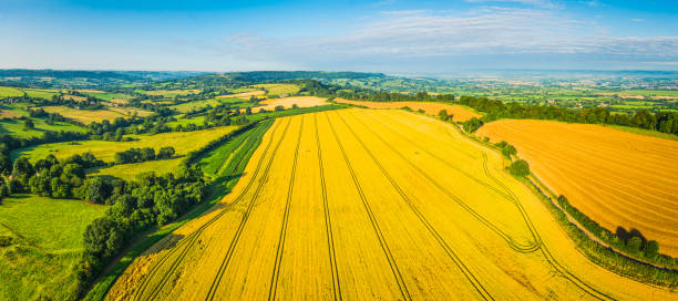istock Aerial panorama over golden crop fields green pasture farm fields 936915196