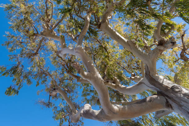 eucalipto - bluegum tree - fotografias e filmes do acervo
