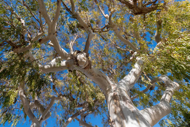 eukalyptusbaum - bluegum tree stock-fotos und bilder