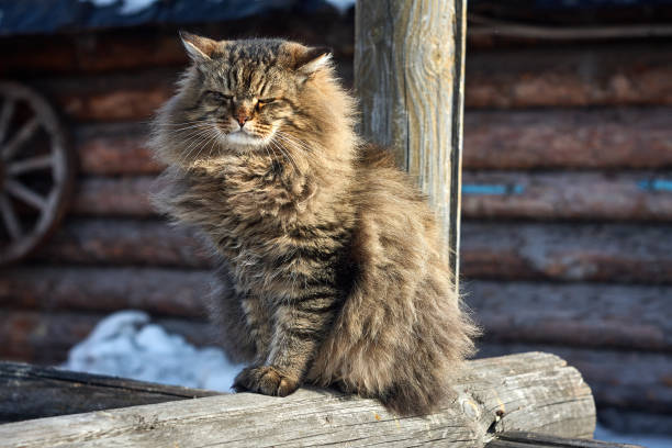 istock siberian cat blink on log 936916012