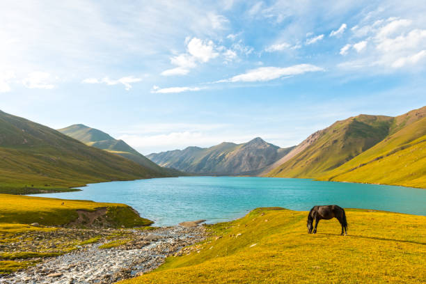 Lake Kol-Ukok Scenic view on turquoise lake Kol-Ukok against green hill and mountain range on sunny day. In front view one horse grazing. In distance herds of cattle grazing. kyrgyzstan photos stock pictures, royalty-free photos & images