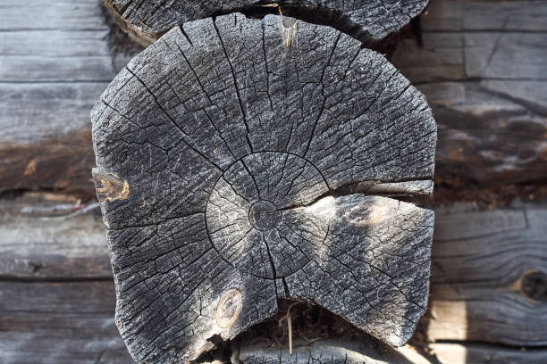 istock blockhouse old log close up 936920620