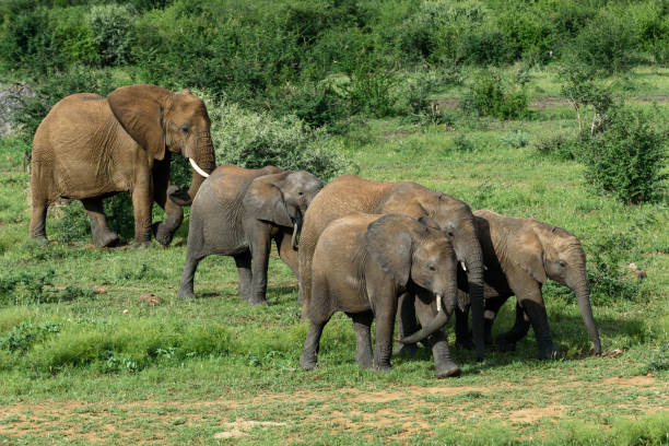 istock Elephant heard in the African wild 936921050
