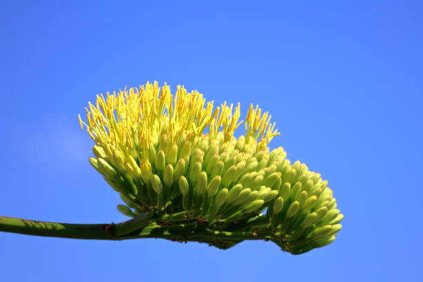Agave flower detail in the Mediterranean coast