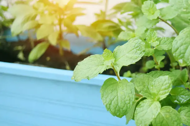 Photo of Peppermint in blue plastic pot Warm atmosphere of the morning sun.