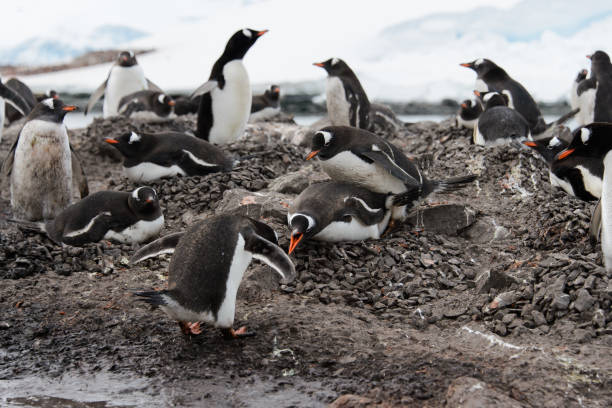 istock Gentoo penguin going with stone in beak 936925346