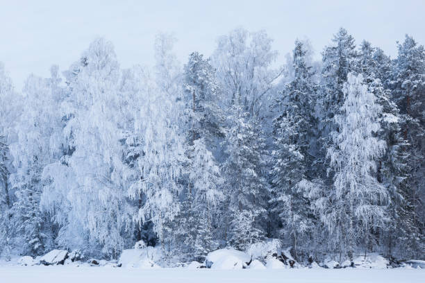 istock Trees covered in snow at lakeside 936925566