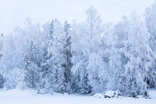 istock Trees covered in snow at lakeside 936926730