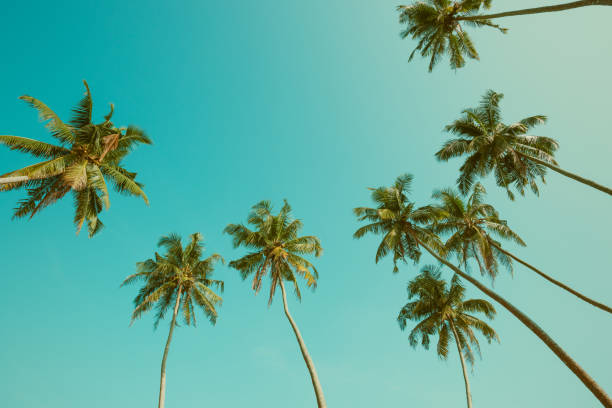 istock Tropical coconut palm trees vintage toned 936932658