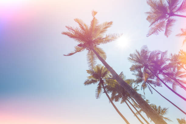 istock Tropical coconut palm trees vintage toned 936932838