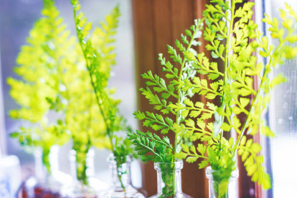 istock Plant decoration on the windowsill. 936932920