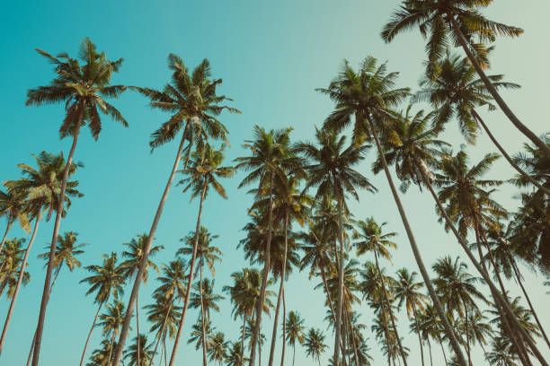 istock Tropical coconut palm trees vintage toned 936933420