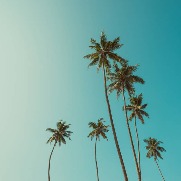 istock Tropical coconut palm trees vintage toned 936937956