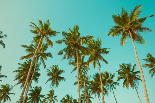 istock Tropical coconut palm trees vintage toned 936938006