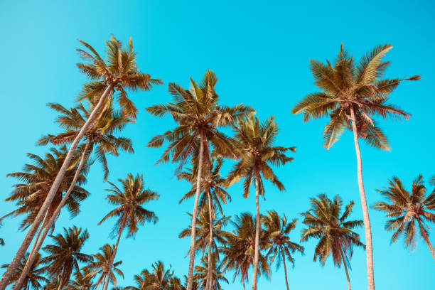 istock Tropical coconut palm trees vintage toned 936938268