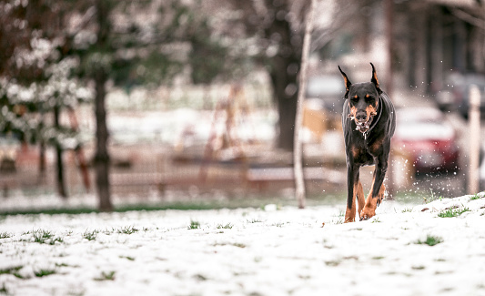Portrait of running doberman with stick in the mouth,selective focus