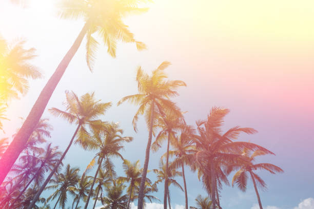 tropical coconut palm trees vintage toned - goa beach india green imagens e fotografias de stock