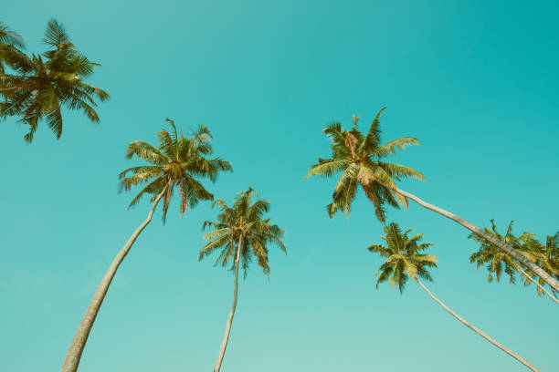 istock Tropical coconut palm trees vintage toned 936938660