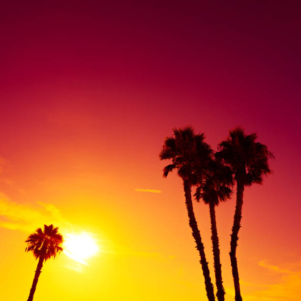 istock Palm trees silhouettes at vivid sunset 936938968