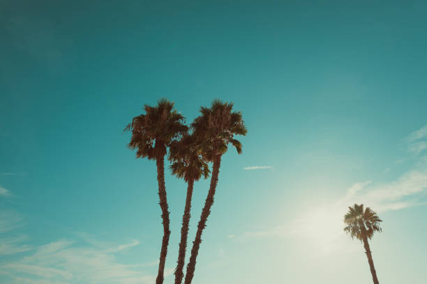 istock Beach palm trees at summer hot day 936939144
