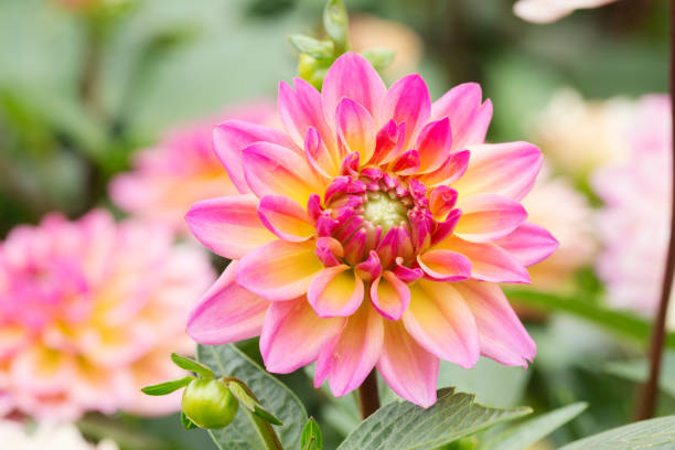 istock Colorful dahlia flower 936941650