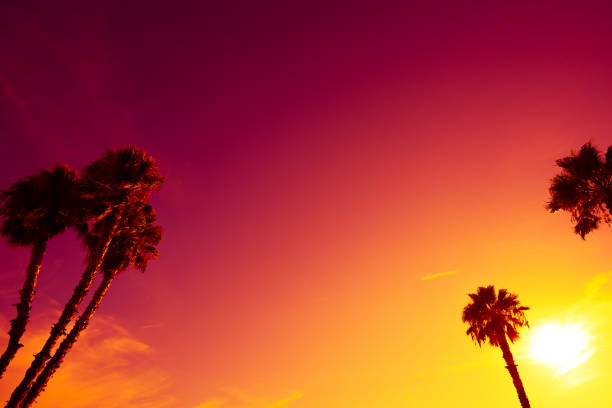 istock Palm trees silhouettes at vivid sunset 936942226