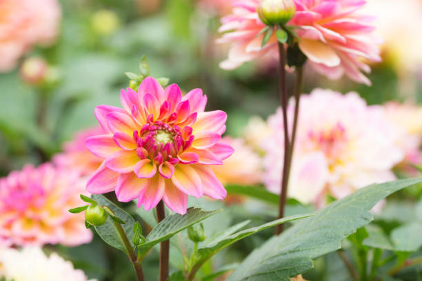 istock Colorful dahlia flower 936942360
