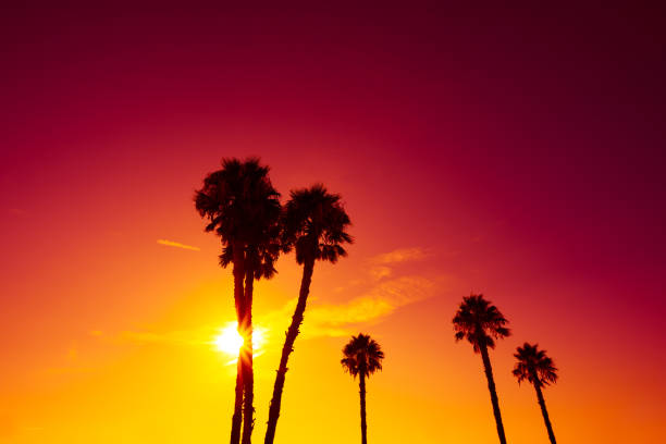 istock Palm trees silhouettes at vivid sunset 936942462