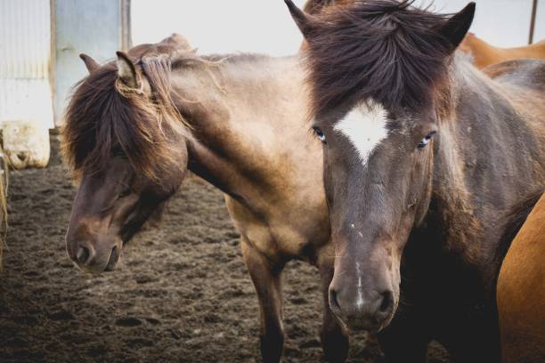 istock two horses, one staring right at the camera 936942838