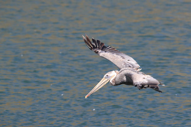 istock brown pelican (Pelecanus occidentalis) CA USA 936943440