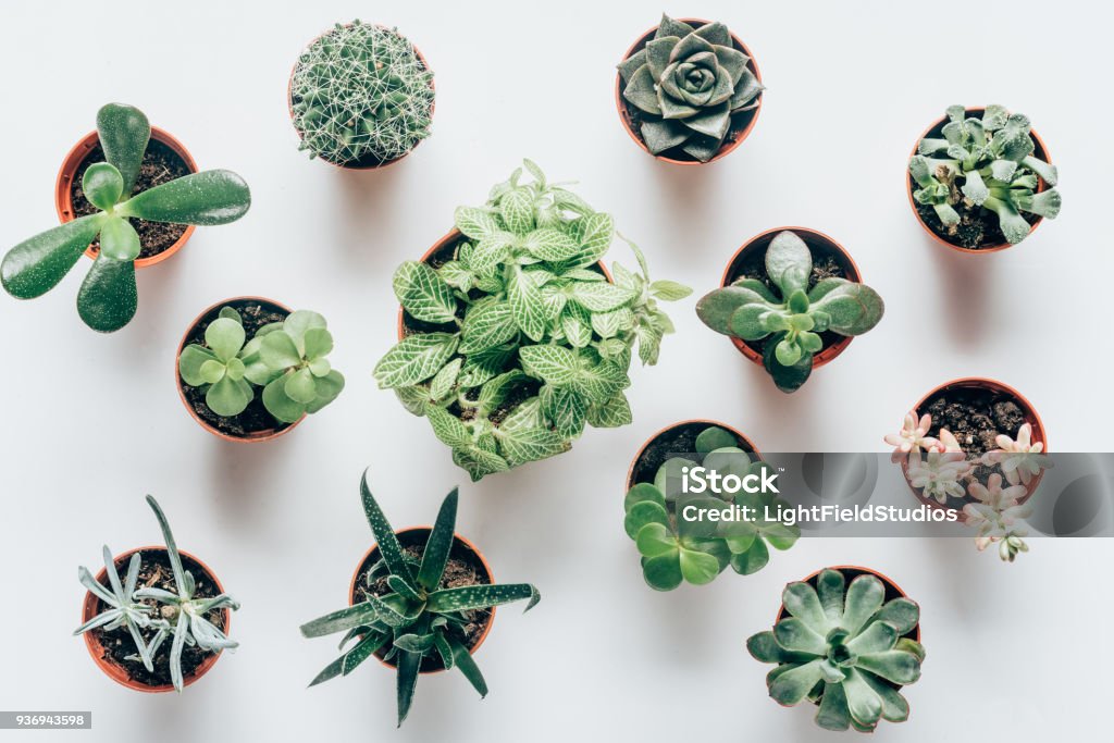 top view of various green succulents in pots on white Directly Above Stock Photo