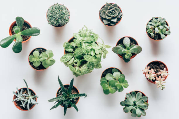 top view of various green succulents in pots on white top view of various green succulents in pots on white potted plant from above stock pictures, royalty-free photos & images