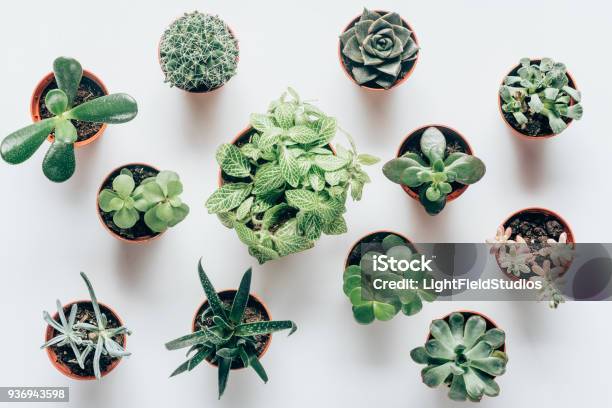 Top View Of Various Green Succulents In Pots On White Stock Photo - Download Image Now