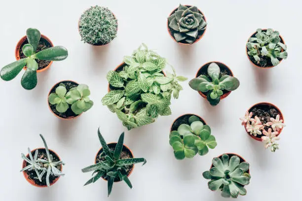 Photo of top view of various green succulents in pots on white